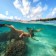Бокс купольный подводный для Gopro Hero 5/6/7