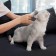 Расческа для животных Xiaomi Pawbby Type Anti-Hair Cutter Comb