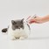 Машинка для стрижки животных Xiaomi Petkit Trimmer 2 в 1