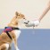 Дорожная поилка для животных Xiaomi Moestar Rocket Portable Pet Cup 310ml, серая
