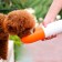 Дорожная поилка для животных Xiaomi Moestar Rocket Portable Pet Cup 430ml, оранжевая